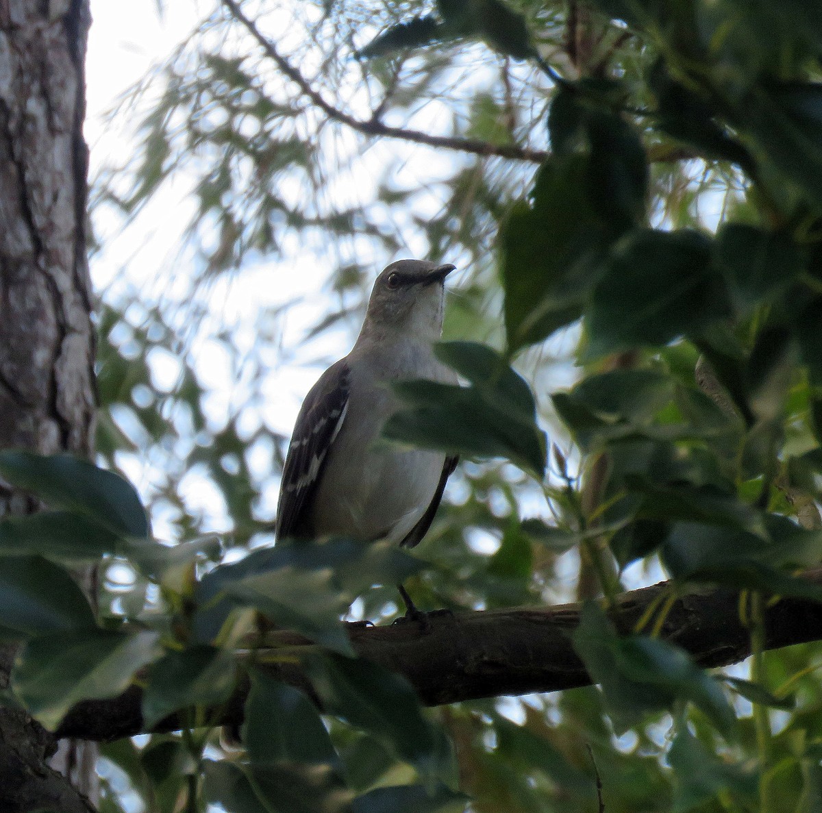 Northern Mockingbird - ML310819991