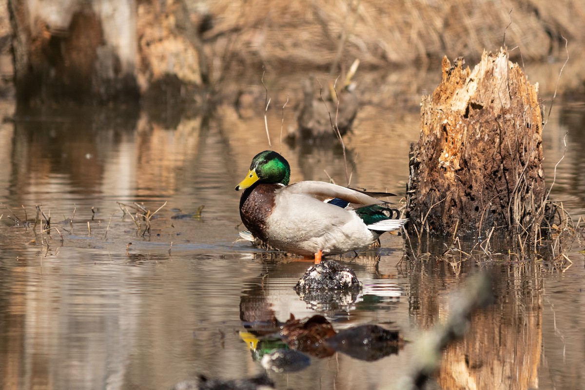 Mallard - Will Bennett