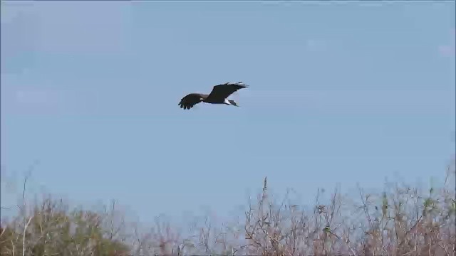 Snail Kite - ML310820291