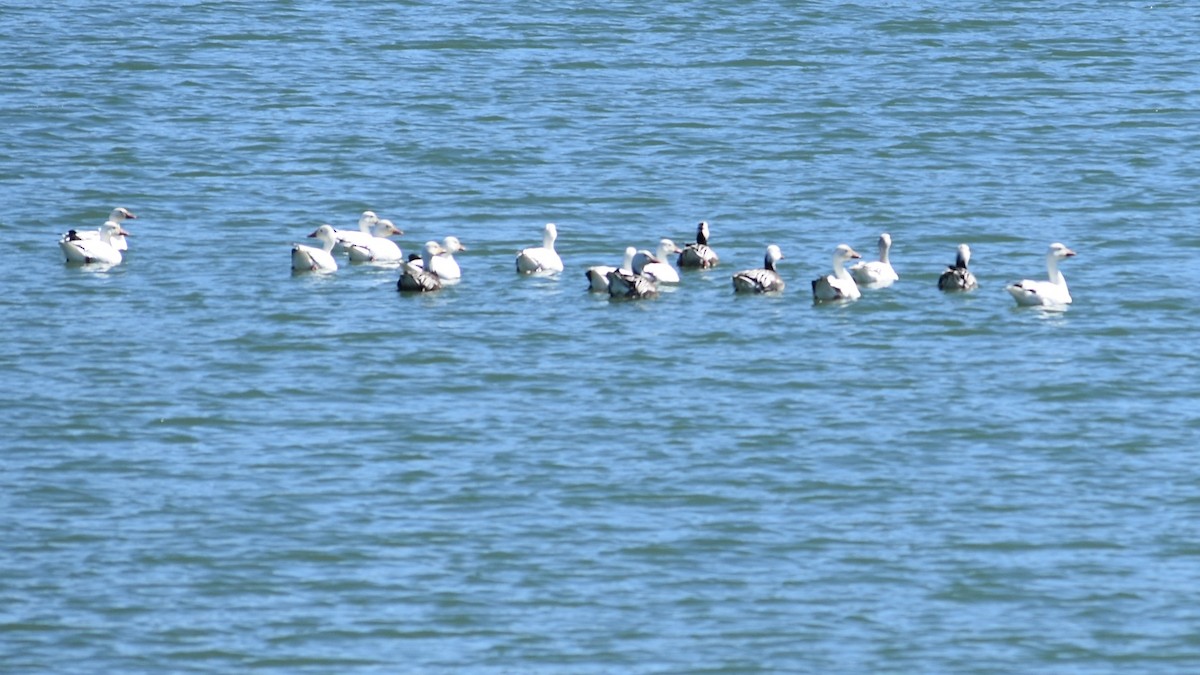 Snow Goose - ML310821971