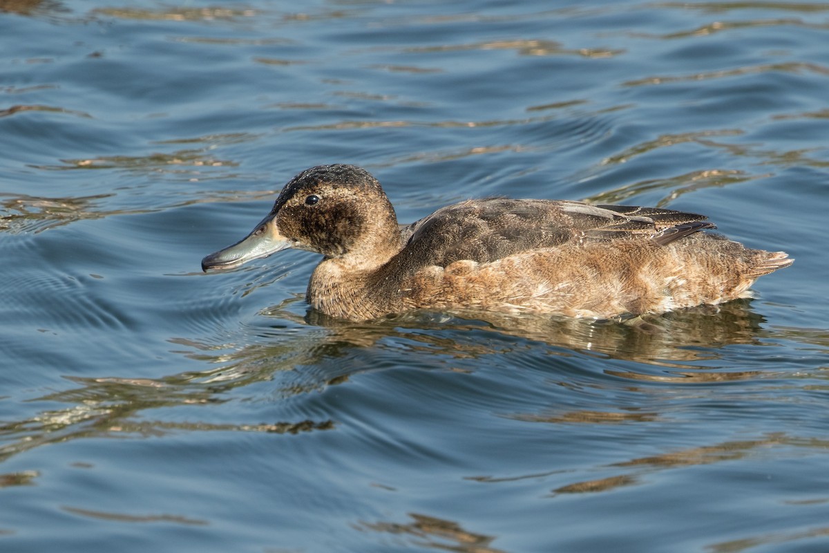 Black-headed Duck - Michel Gutierrez