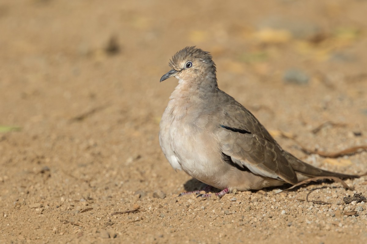 Picui Ground Dove - ML310822781