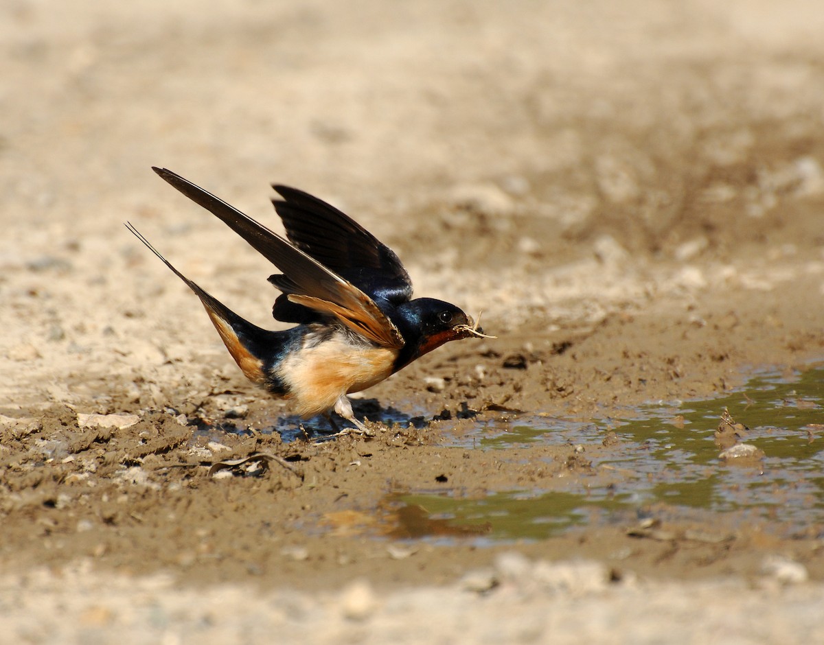 Barn Swallow - David M. Bell