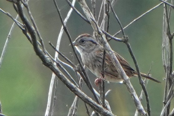 Swamp Sparrow - ML310825391