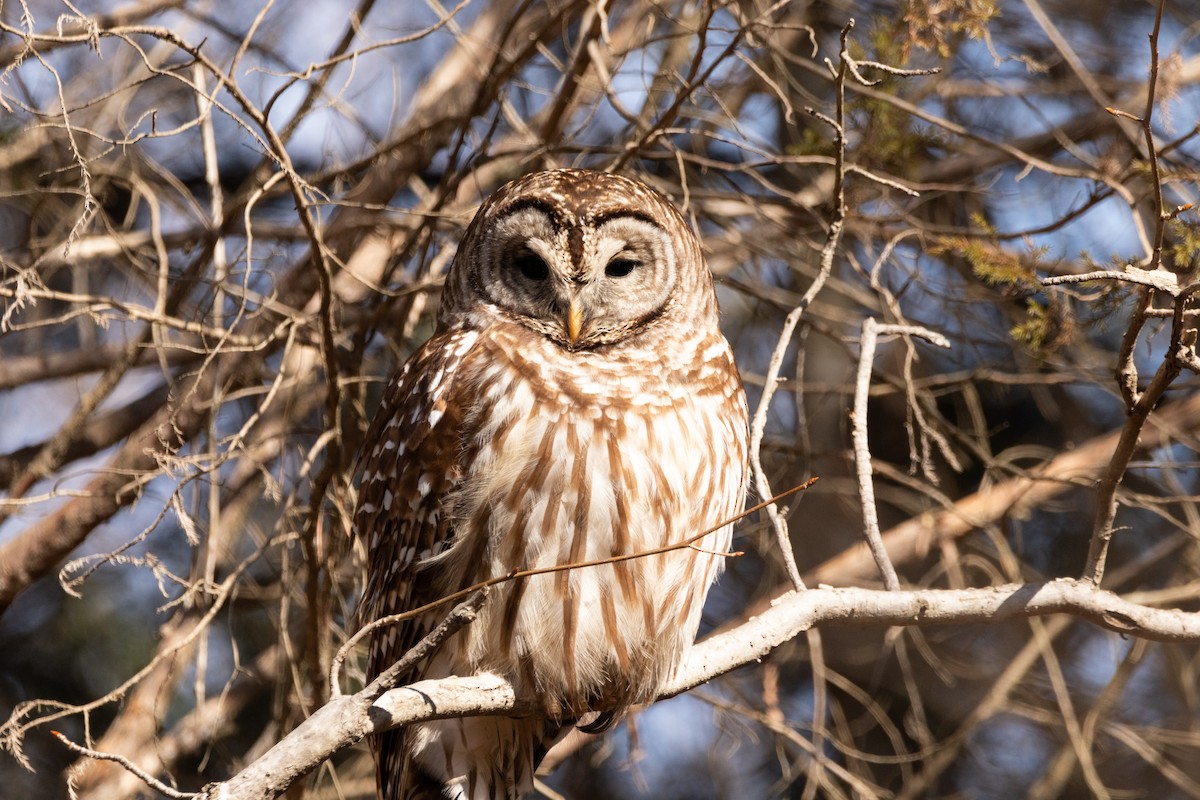 Barred Owl - ML310825611