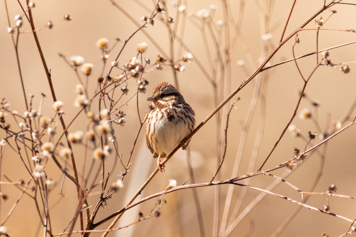 Song Sparrow - ML310825641