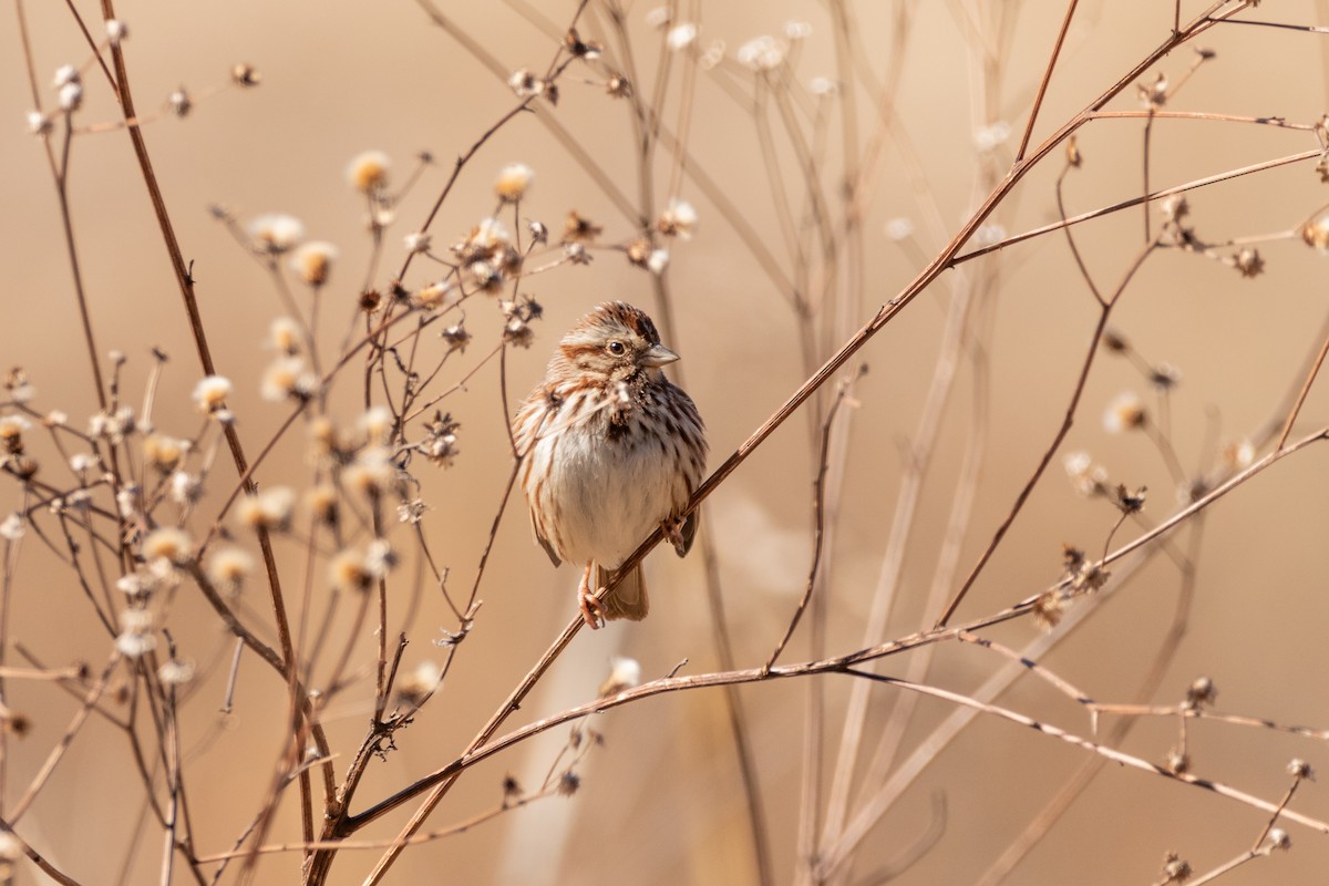 Song Sparrow - ML310825671