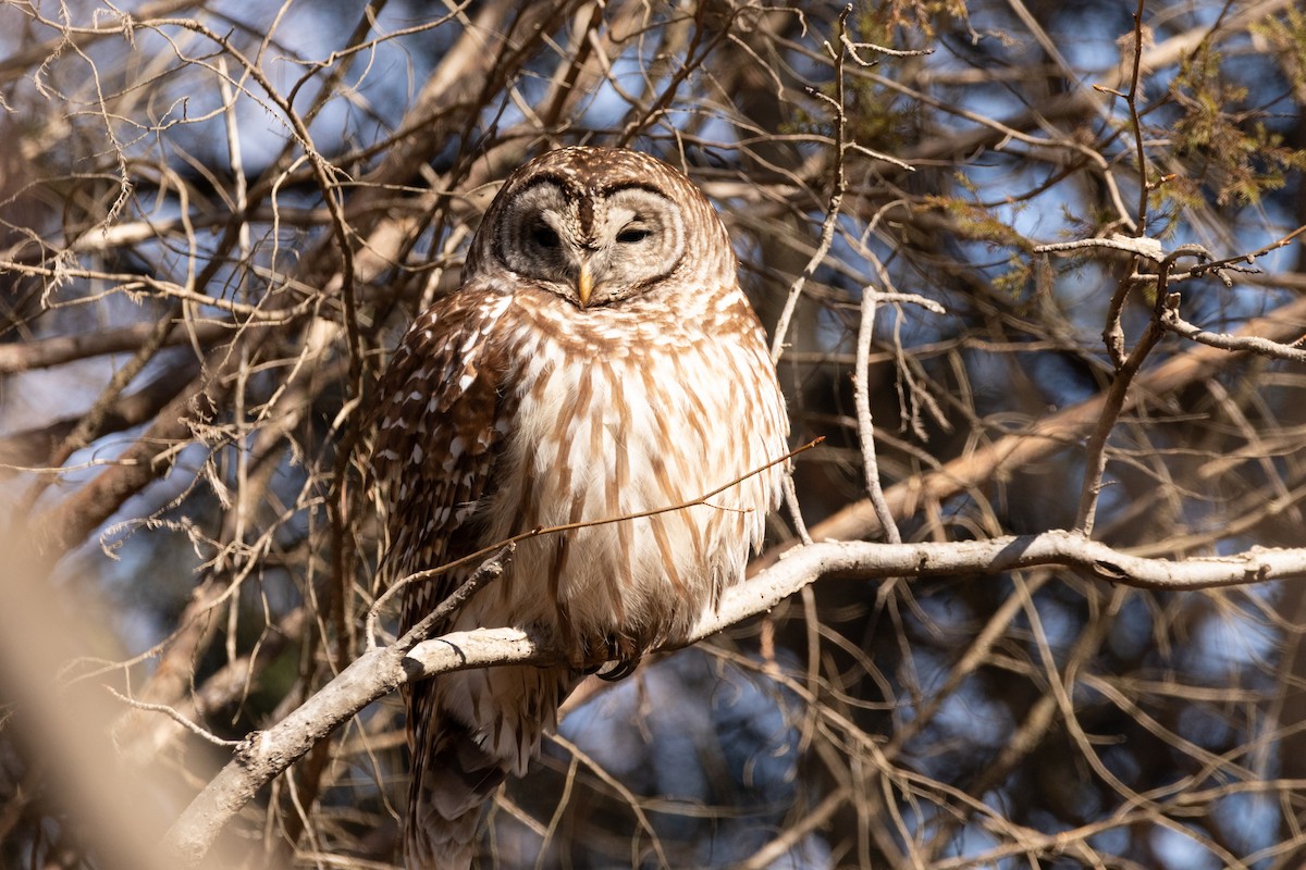 Barred Owl - ML310825841
