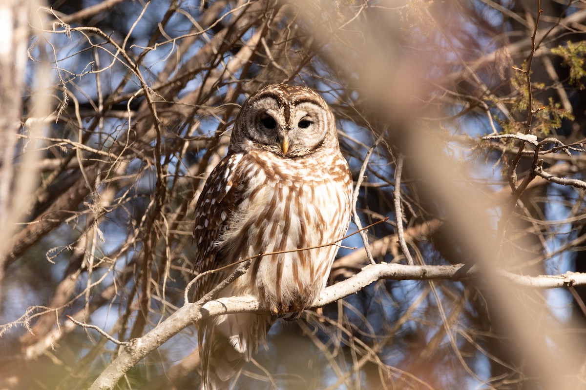 Barred Owl - ML310825891
