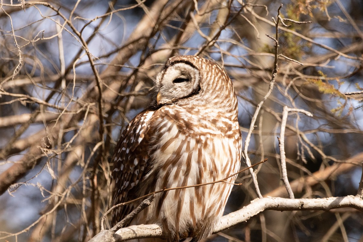 Barred Owl - ML310825911