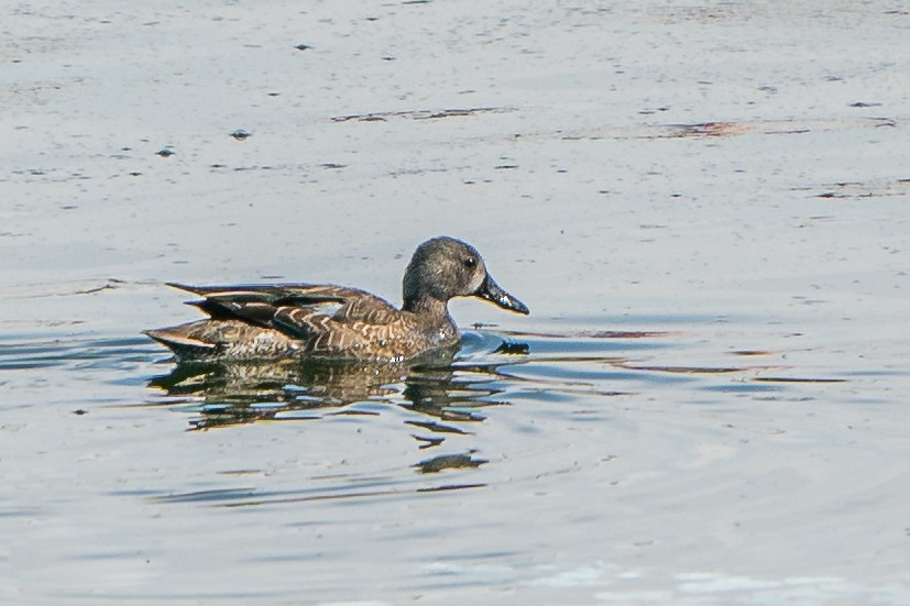 Blue-winged Teal - ML310826481