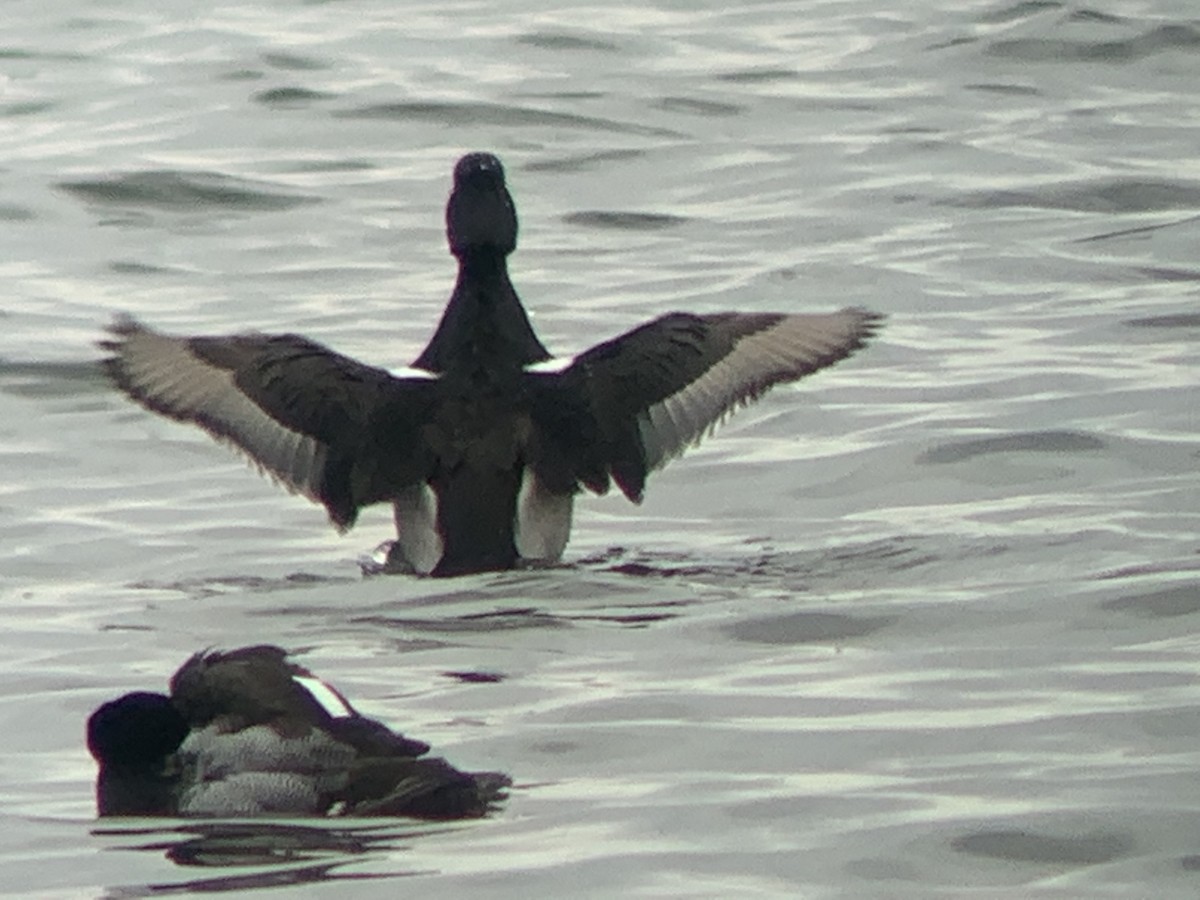 Ring-necked Duck - ML310828161