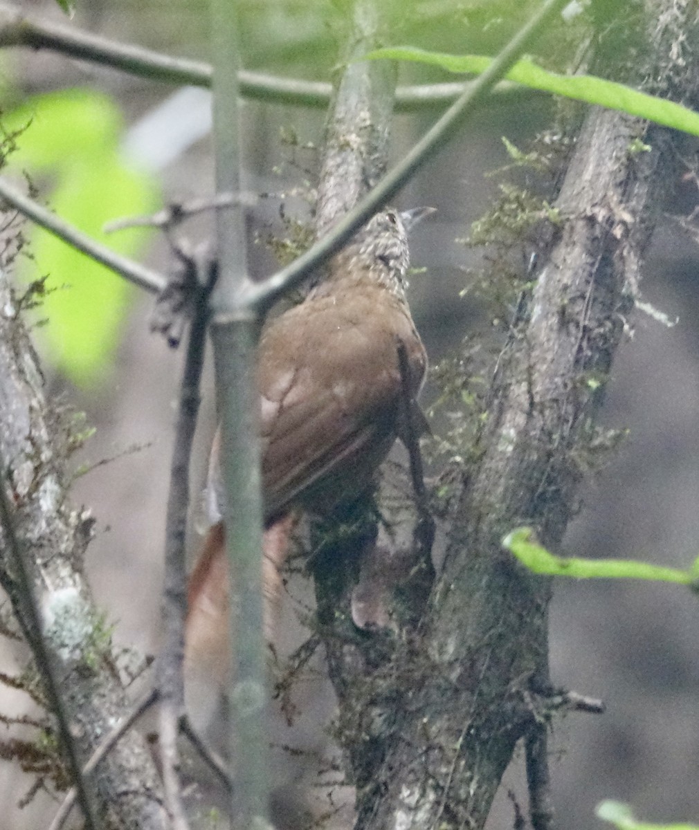 Orinoco Softtail - ML310832371