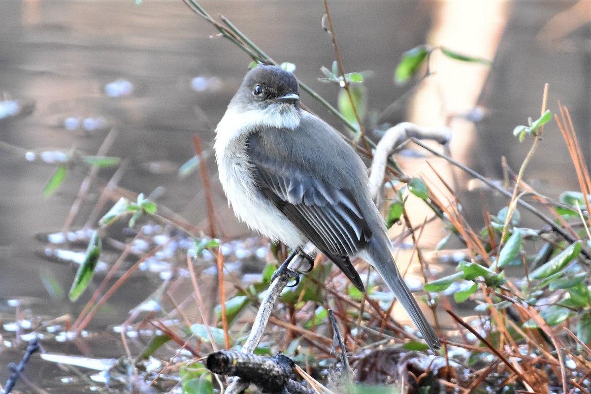 Eastern Phoebe - ML310833011