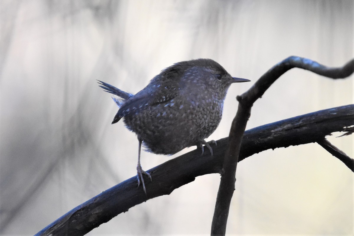 Winter Wren - ML310833141