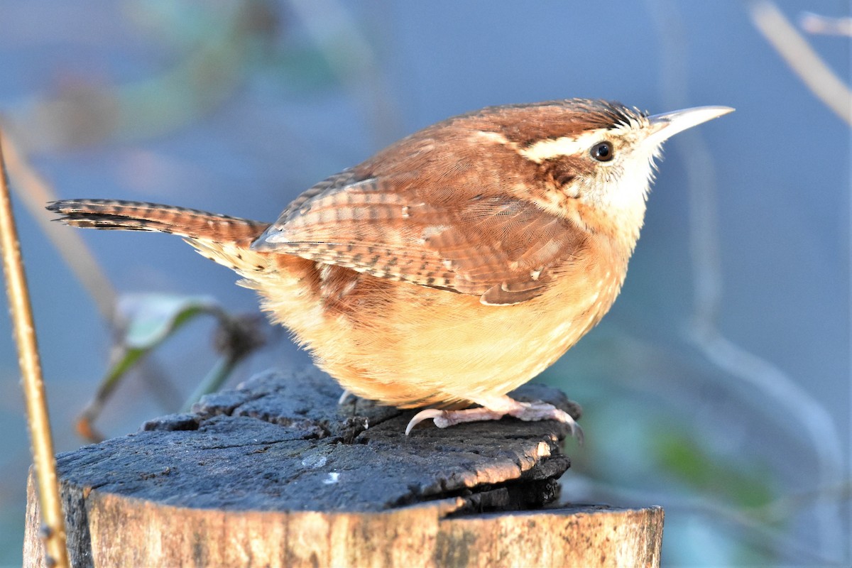 Carolina Wren - ML310833211