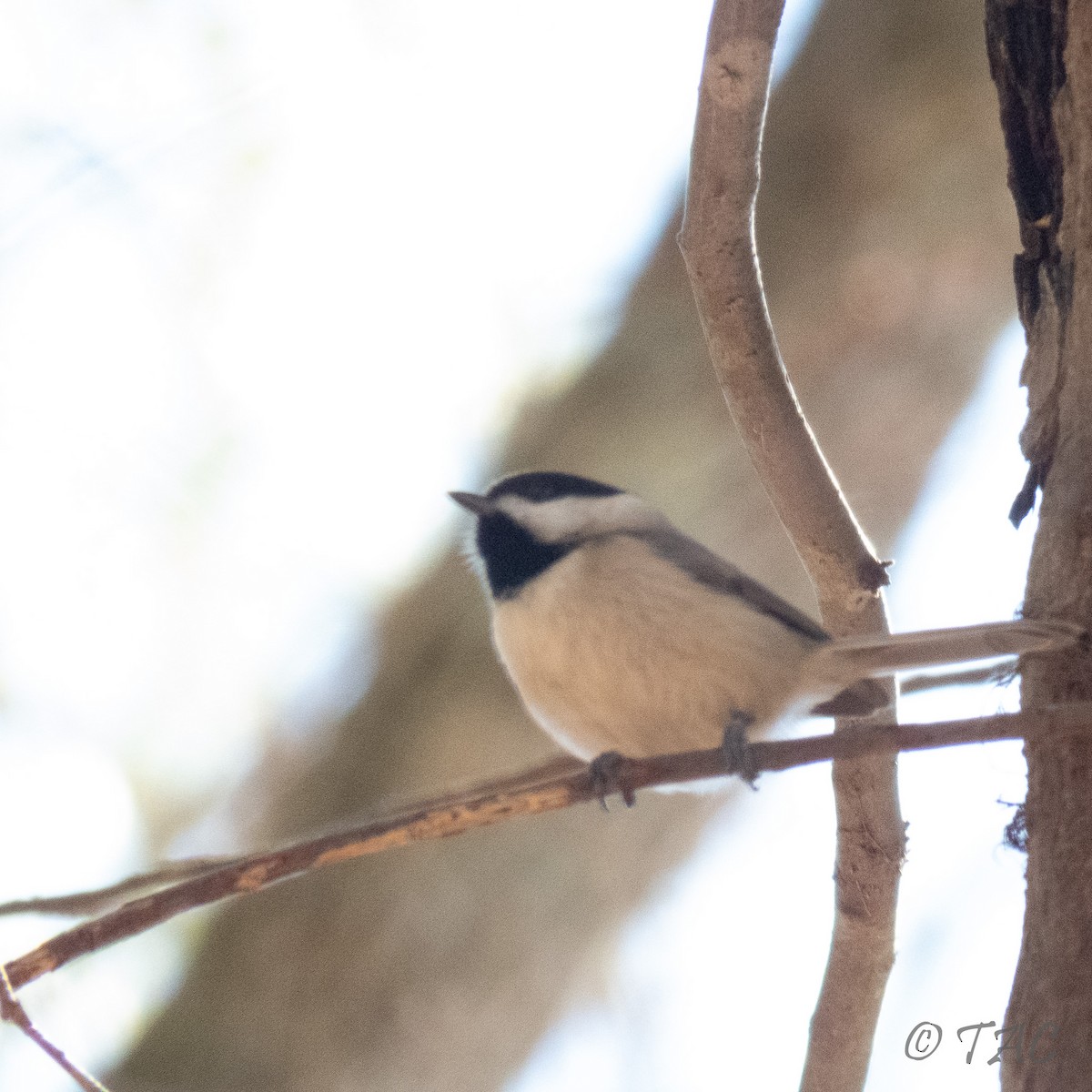 Carolina Chickadee - ML310833431