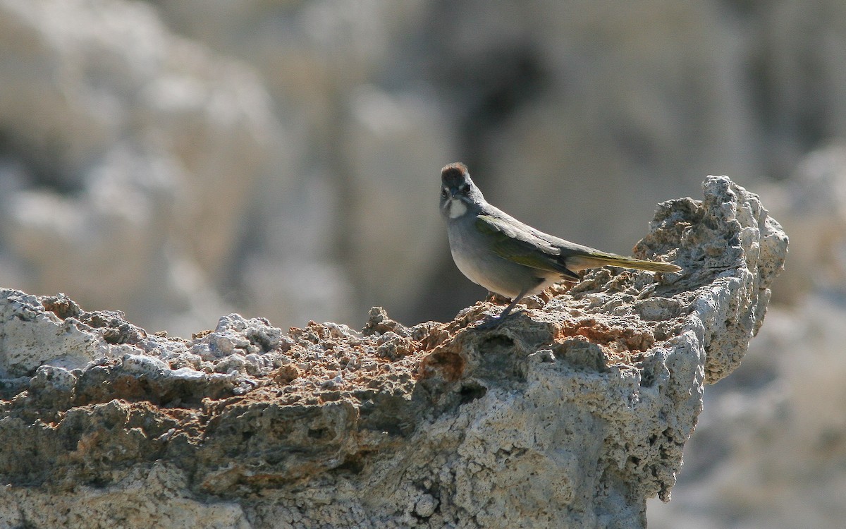 Green-tailed Towhee - ML310833501