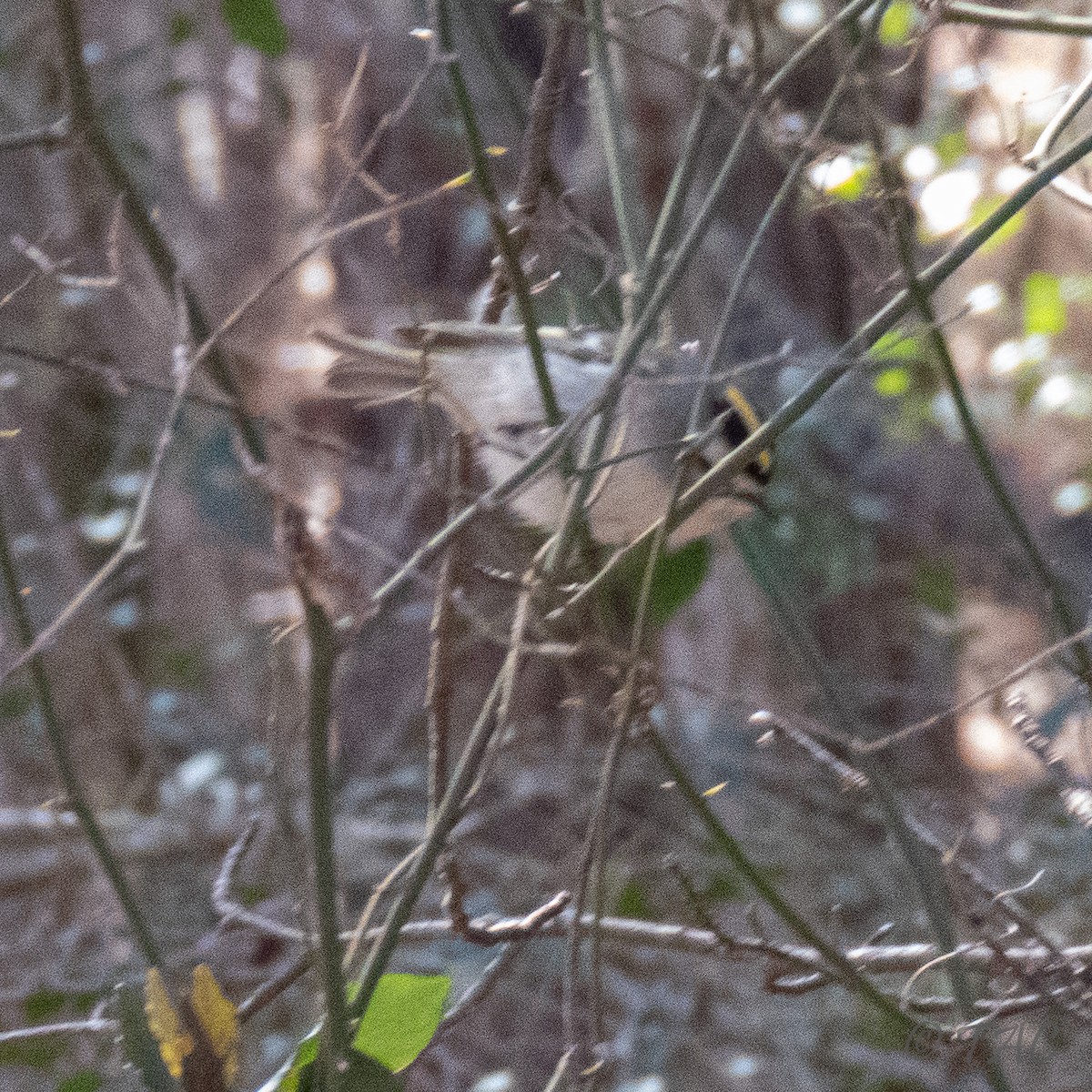 Golden-crowned Kinglet - ML310833581