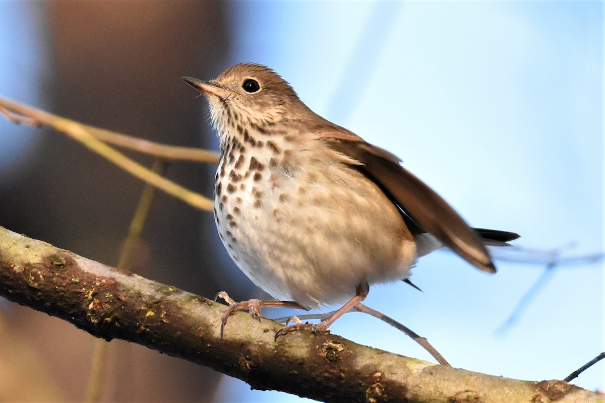 Hermit Thrush - ML310833601