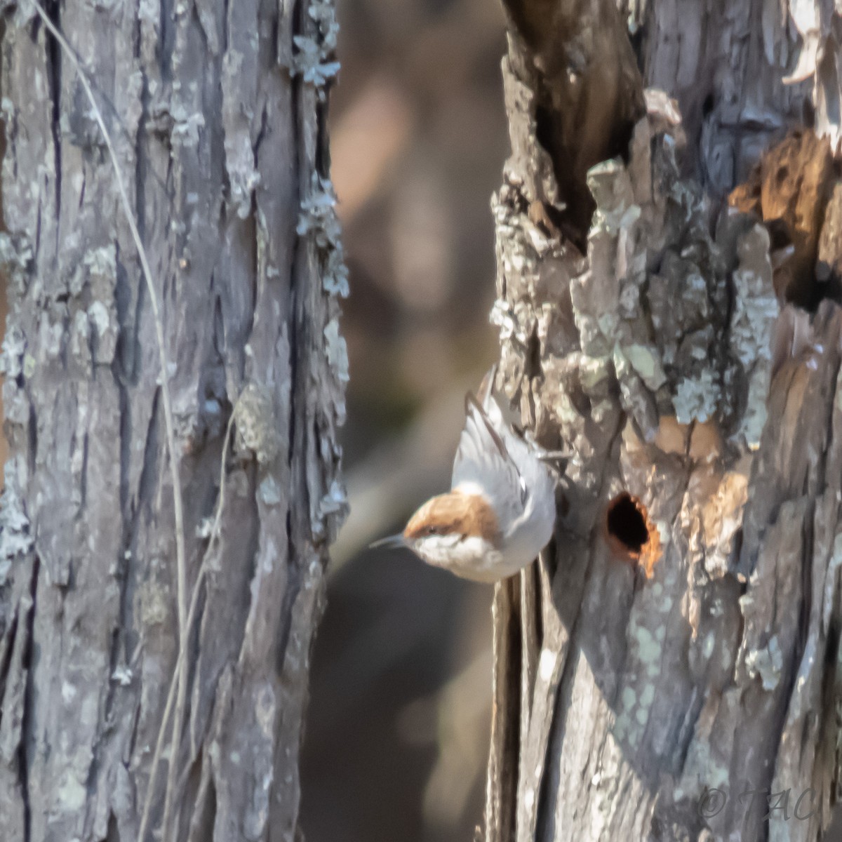 Brown-headed Nuthatch - ML310833651