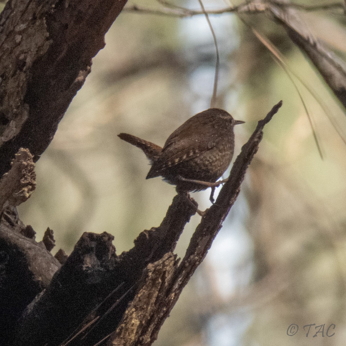 Troglodyte des forêts - ML310833691