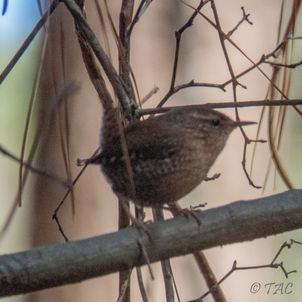 Troglodyte des forêts - ML310833701