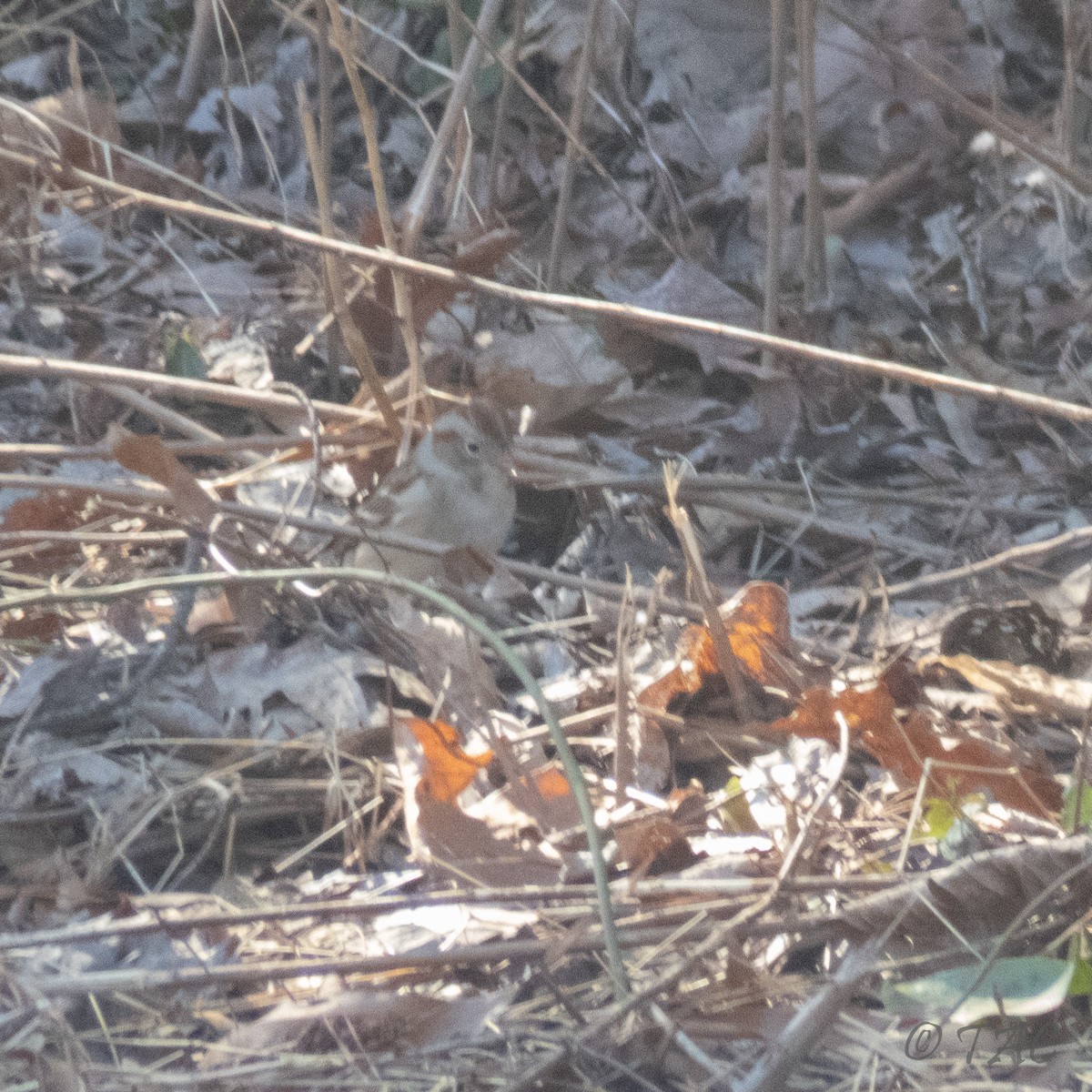 Field Sparrow - ML310833771