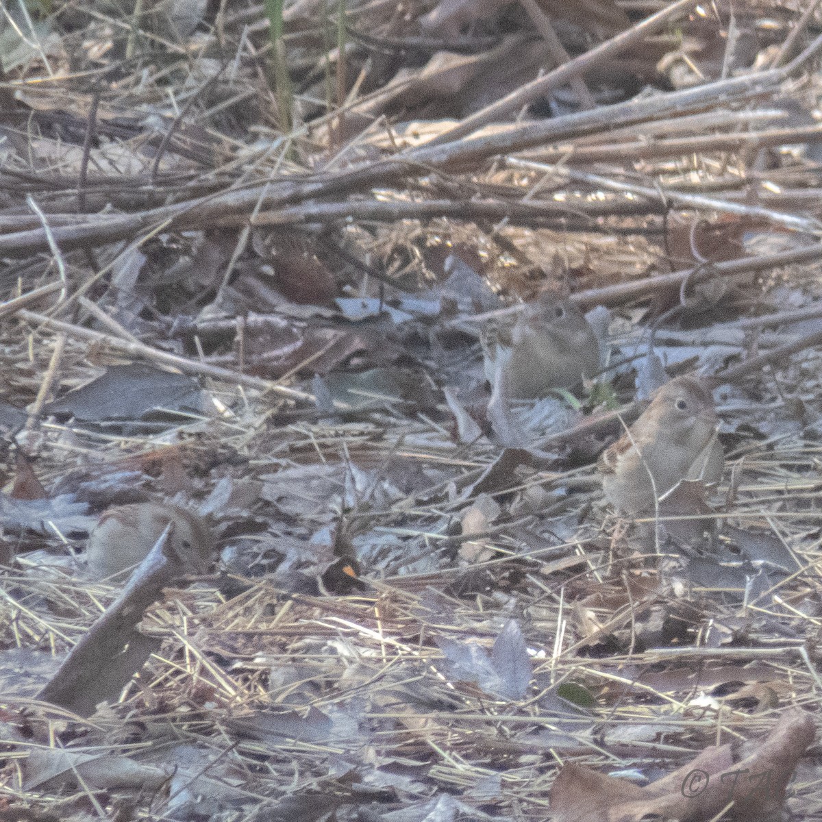Field Sparrow - ML310833781