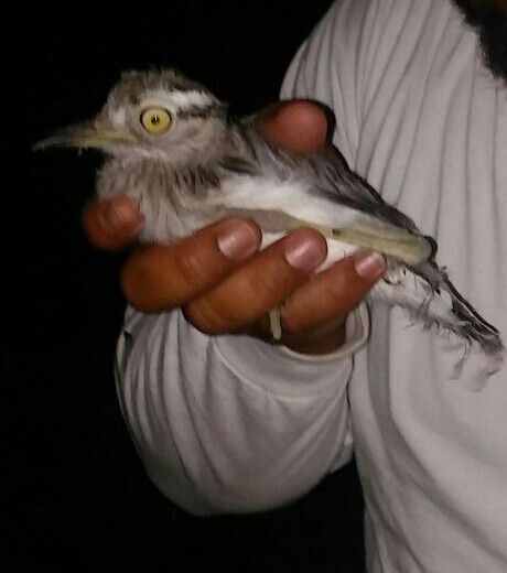 Double-striped Thick-knee - Randolph "Casper" Burrows