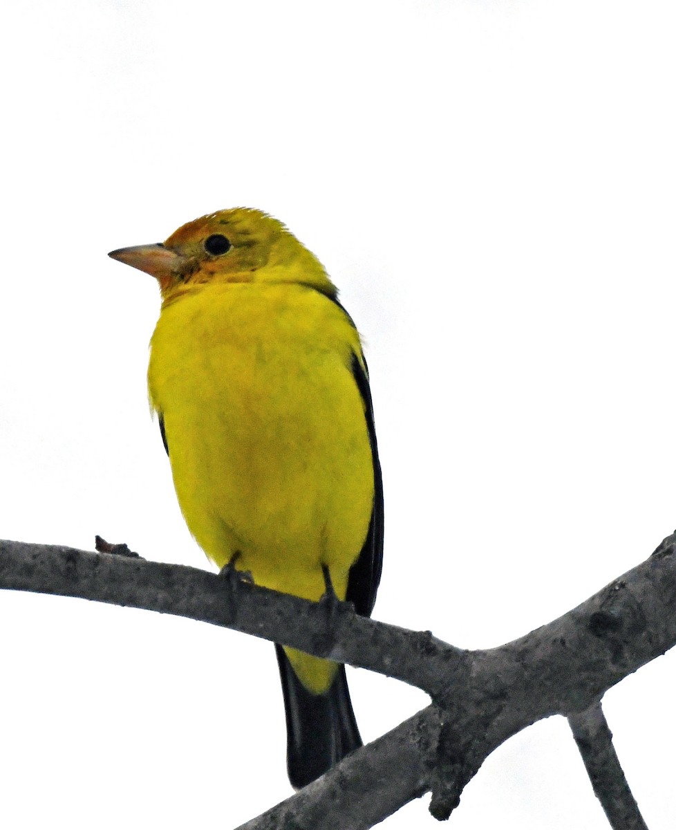 Western Tanager - ML310835211