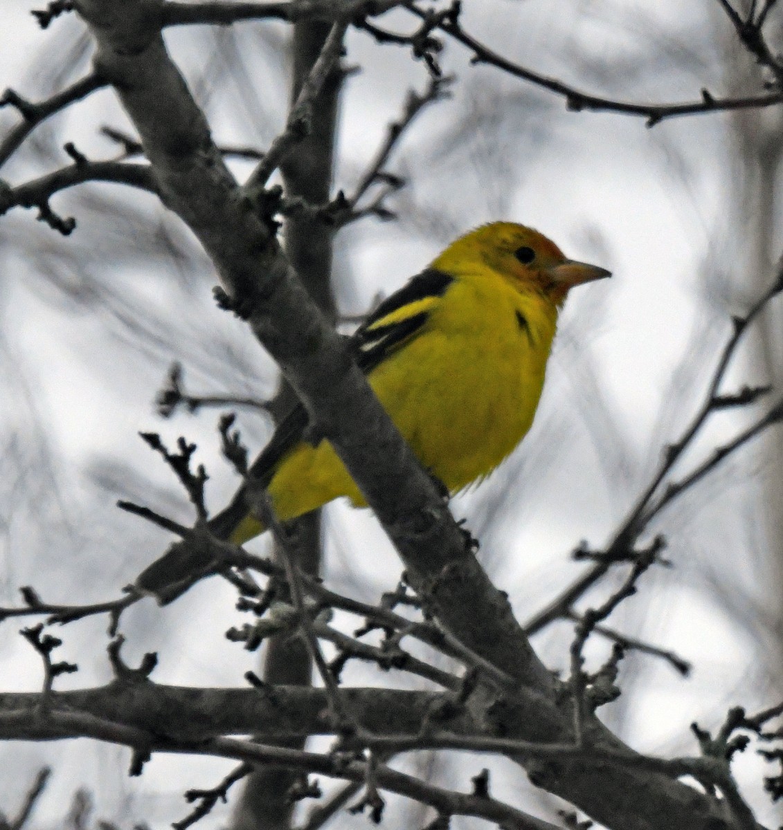 Western Tanager - ML310835391