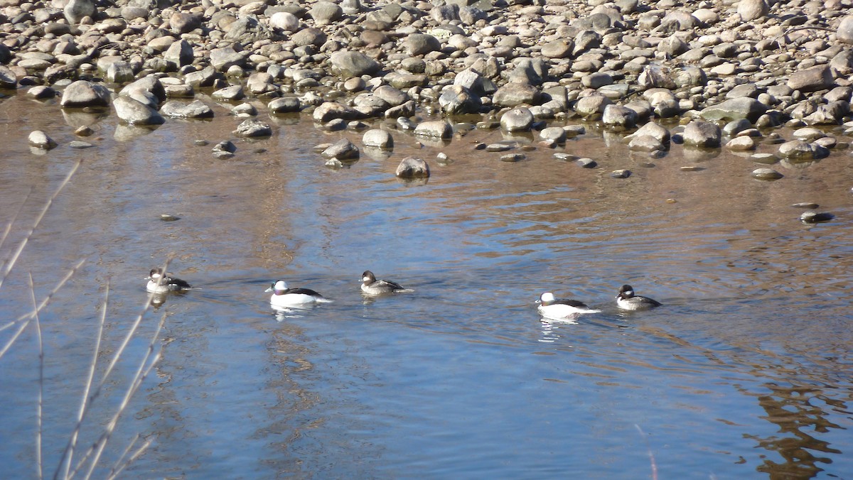 Bufflehead - ML310836451