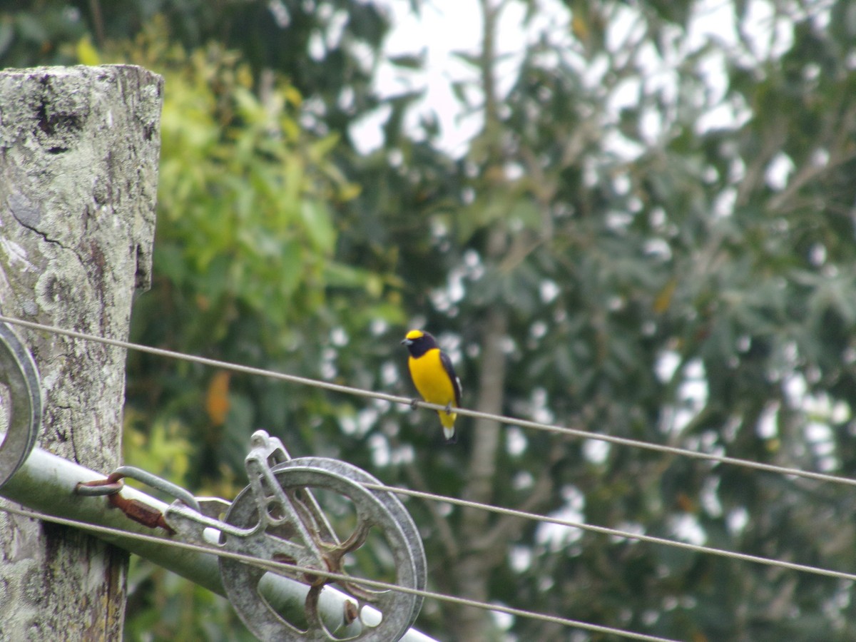 Scrub Euphonia - Joshua Dueck