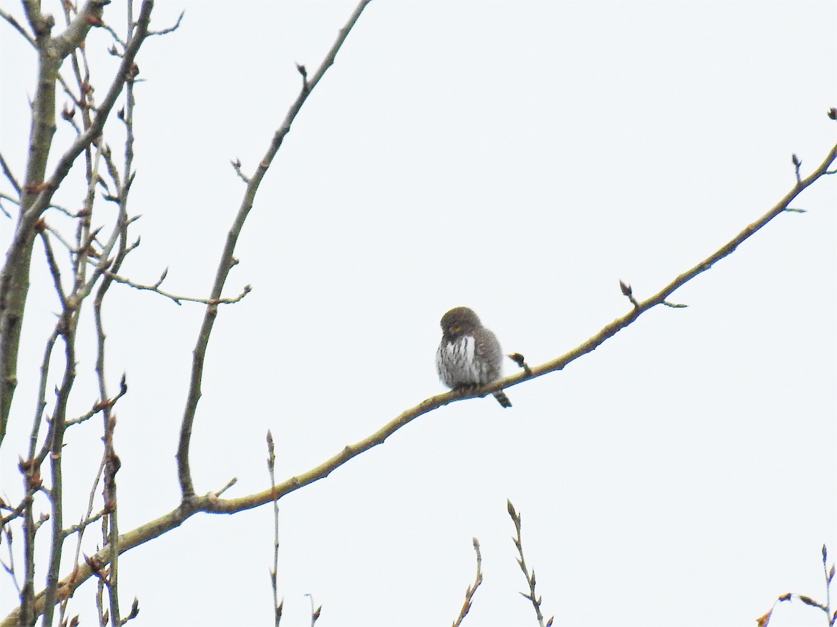 Northern Pygmy-Owl - Darlene Cancelliere