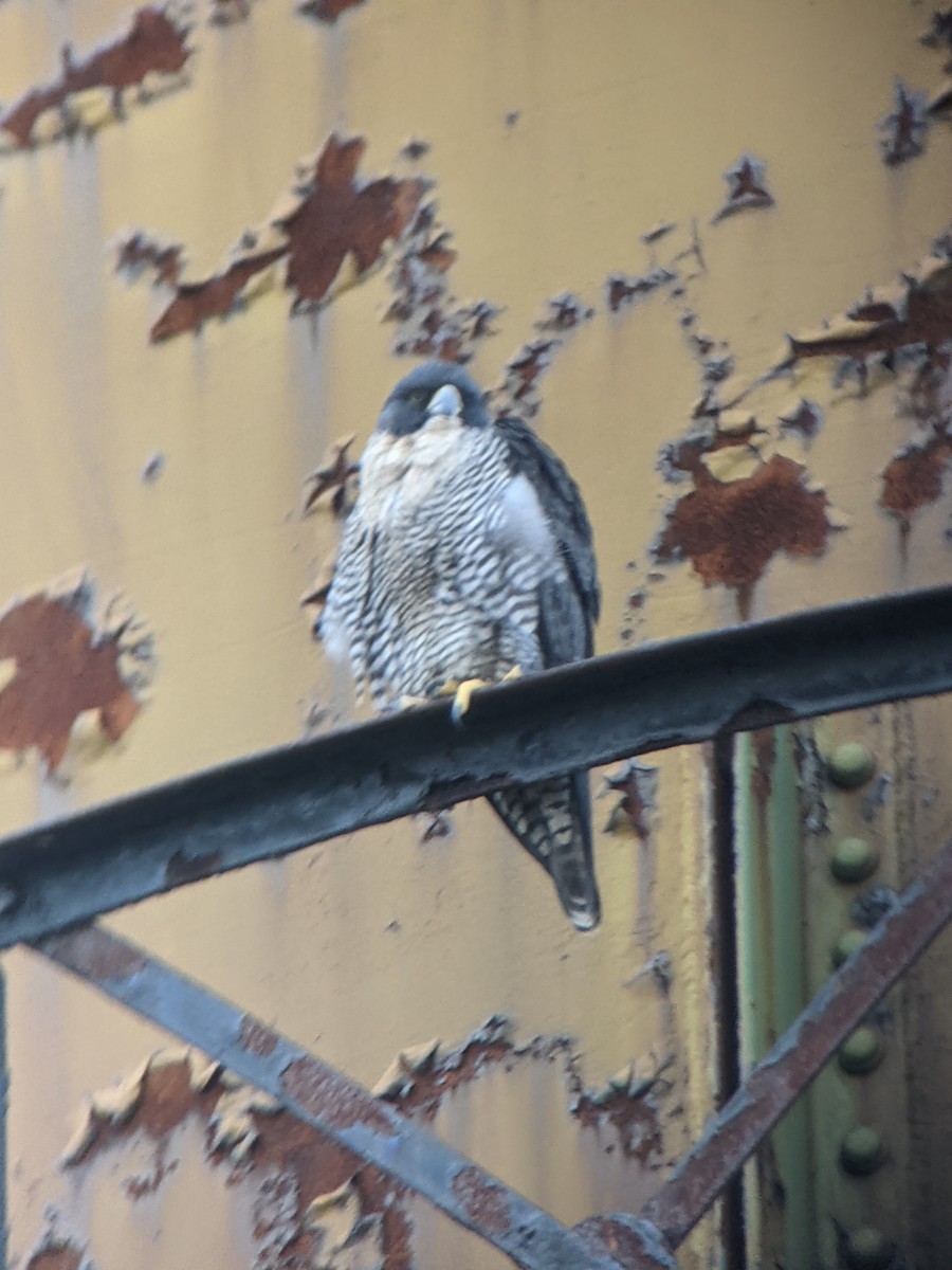 Peregrine Falcon - ML310838781