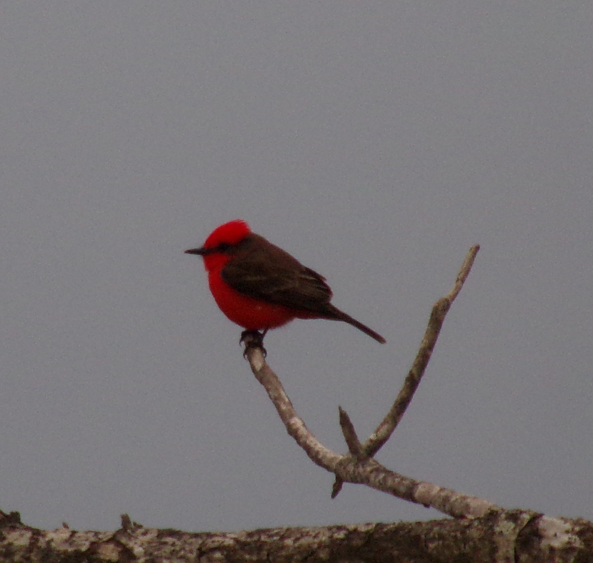 Vermilion Flycatcher - ML310838851