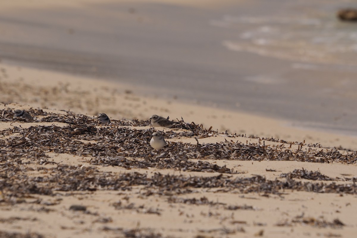 Piping Plover - ML310839191