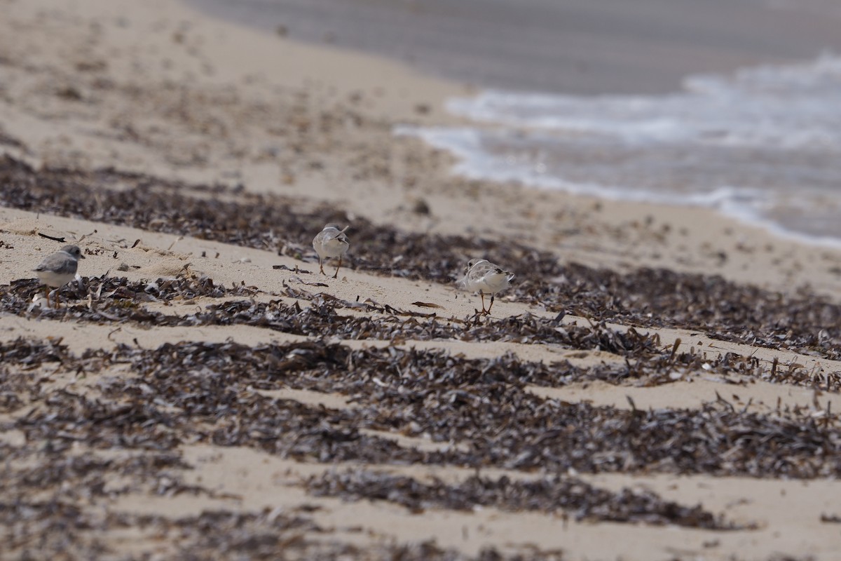 Piping Plover - ML310839211