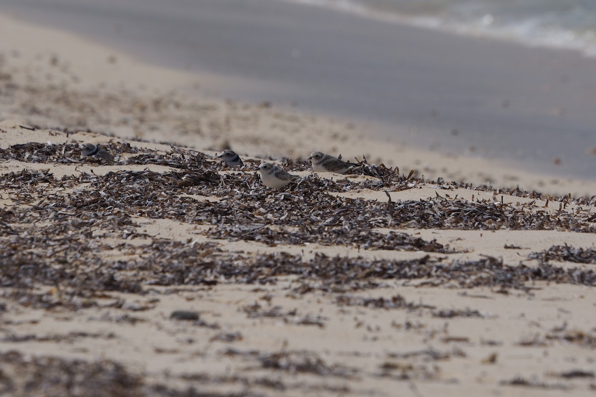 Piping Plover - ML310839241