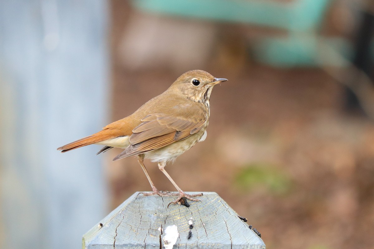 Hermit Thrush - Will Bennett