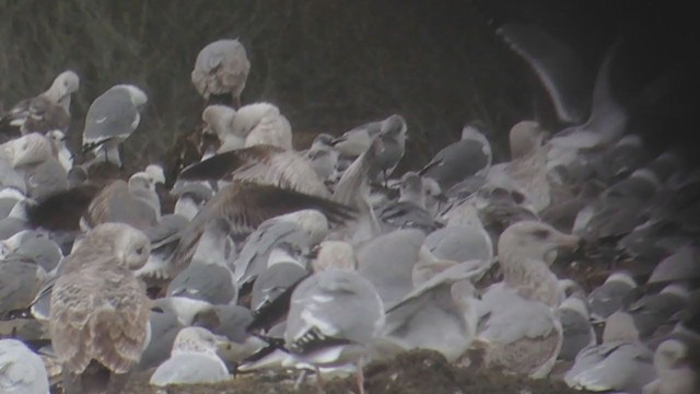 Iceland Gull (kumlieni/glaucoides) - ML310839911