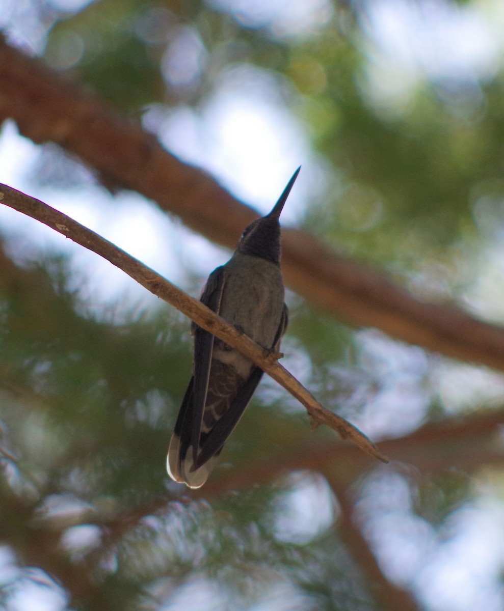 kolibřík blankytohrdlý - ML31084061
