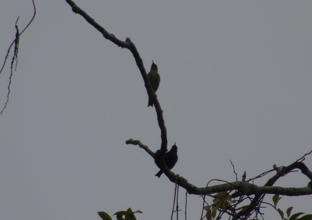 Red-legged Honeycreeper - Joshua Dueck