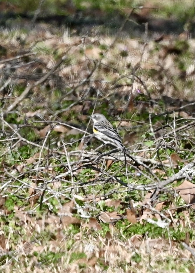 Paruline à croupion jaune - ML310841411