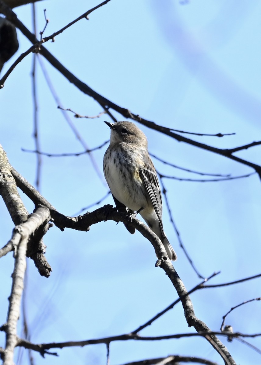 Yellow-rumped Warbler - Joe Wujcik