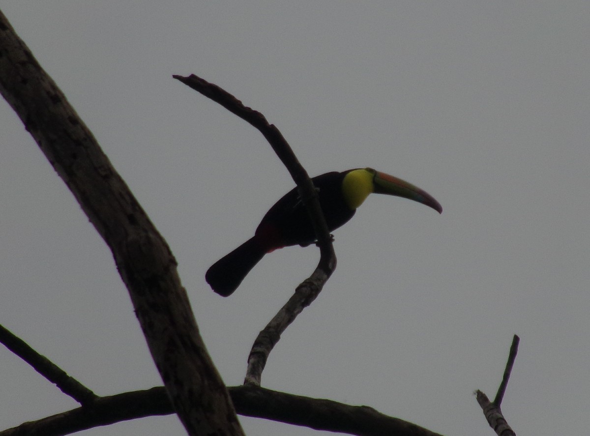 Keel-billed Toucan - ML310841551