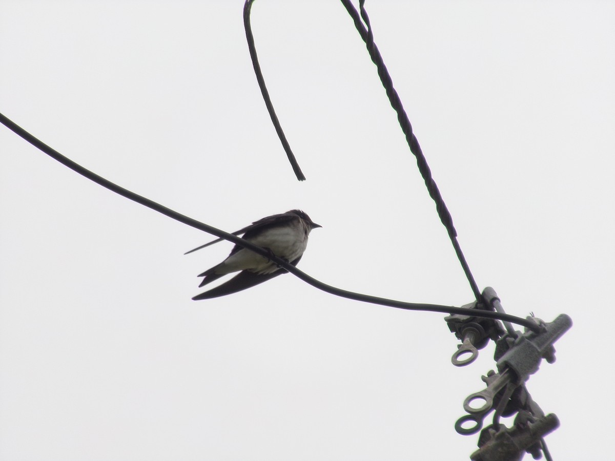 Gray-breasted Martin - ML310846531