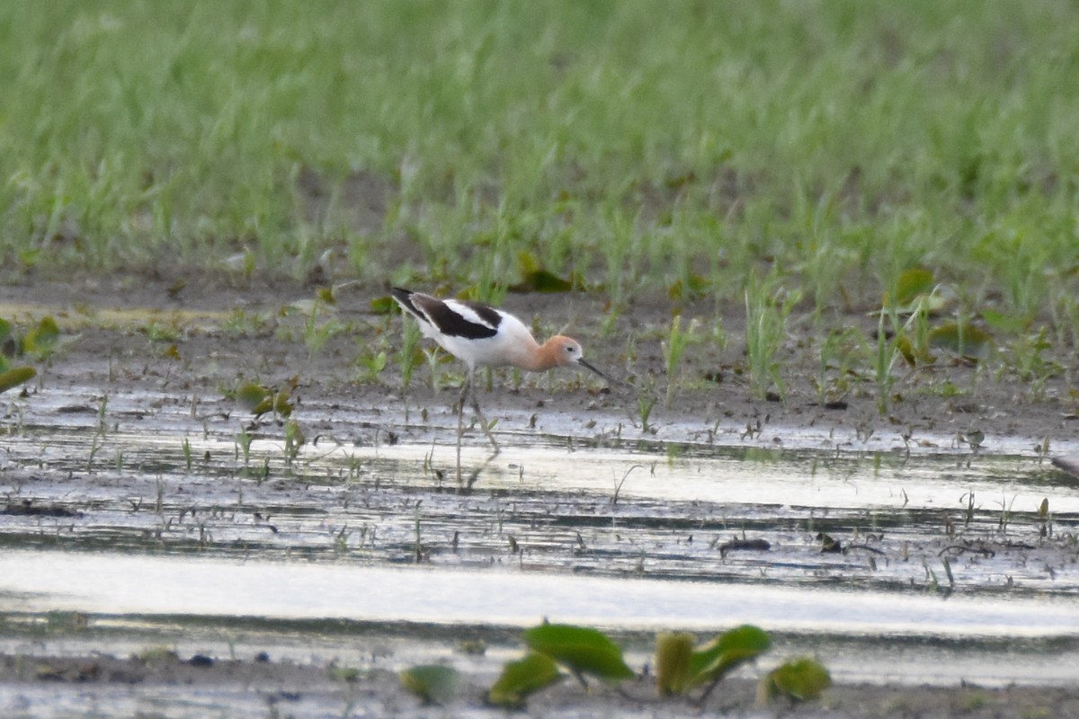 Avoceta Americana - ML31084801