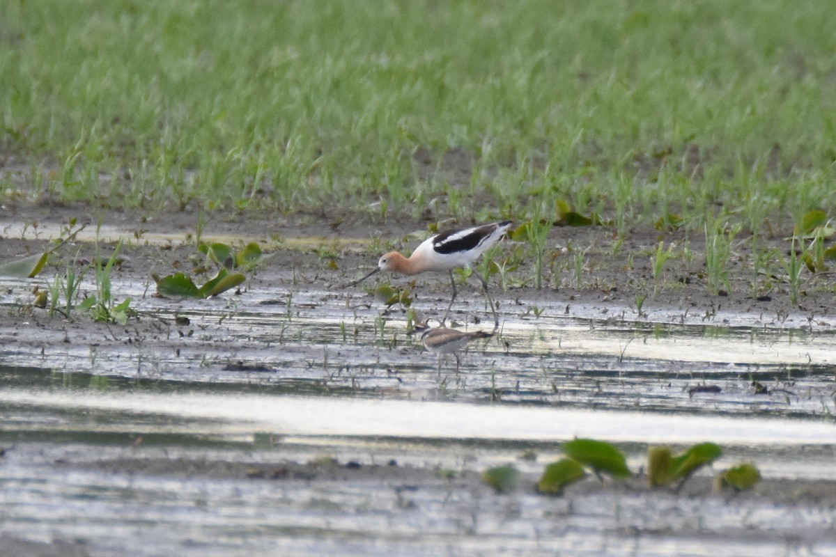 American Avocet - ML31084831